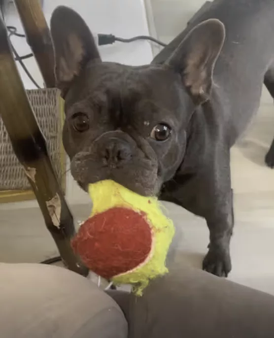 Frenchie playing with her favorite ball !